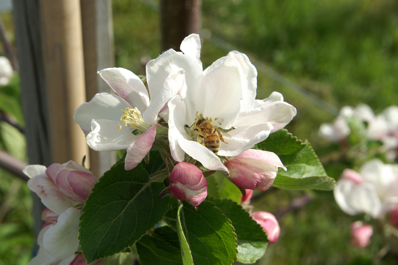 Biene in einer Apfelblüte