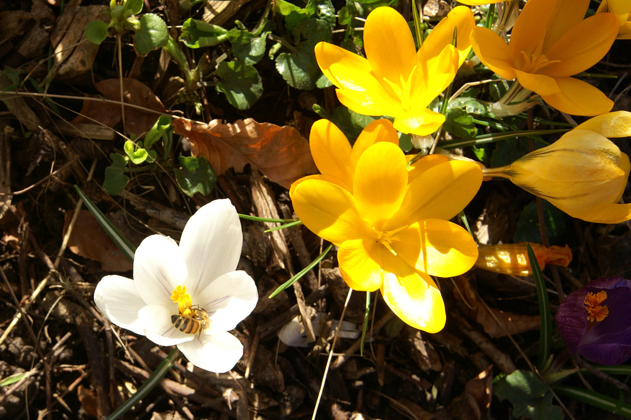 Biene in der Krokusblüte