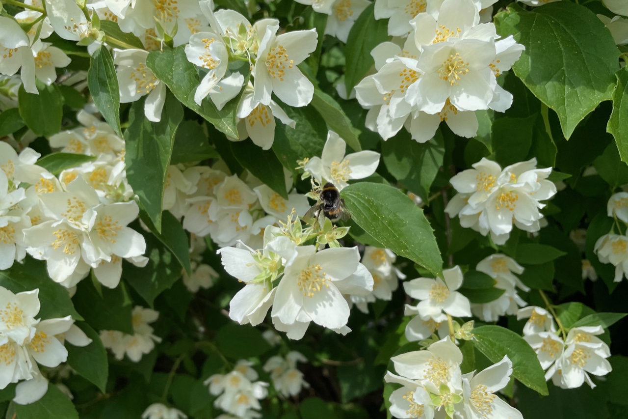 Hummel fliegt von Blüte zu Blüte