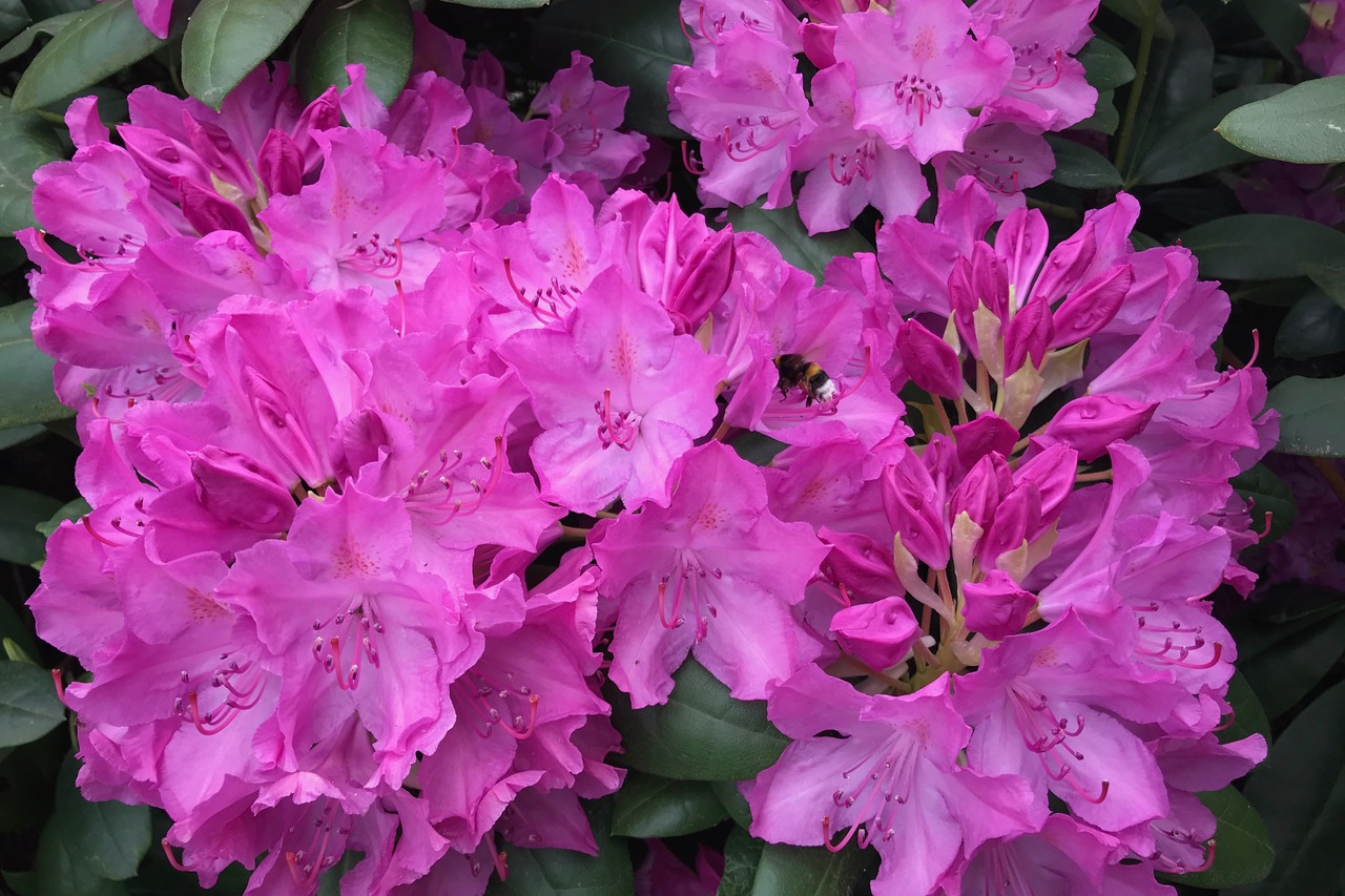 Hummel fliegt von Blüte zu Blüte