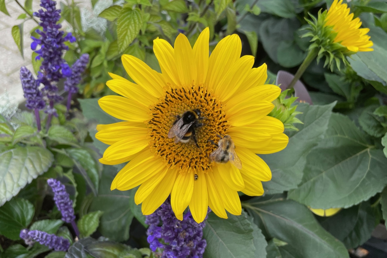 Zwei Hummeln auf einer kleinen Sonnenblume