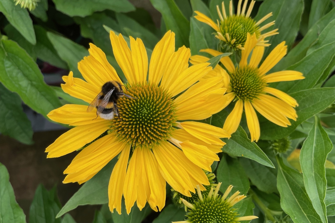 Hummel auf der gelben Blüte