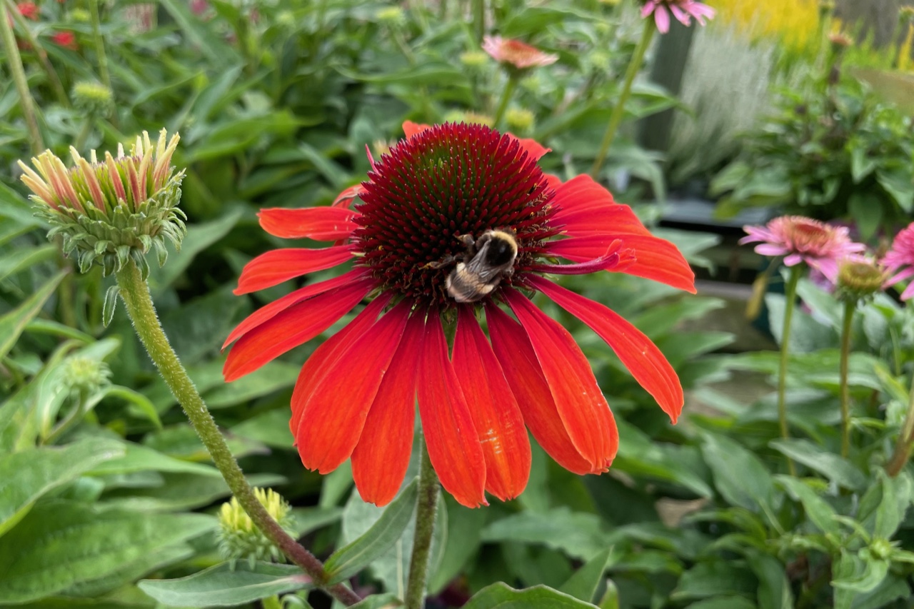 Hummel auf der roten Blüte