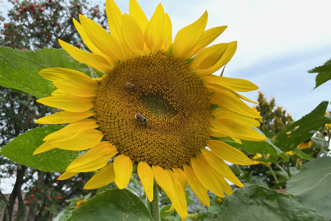 Eine Biene und eine Hummel auf einer großen Sonnenblume