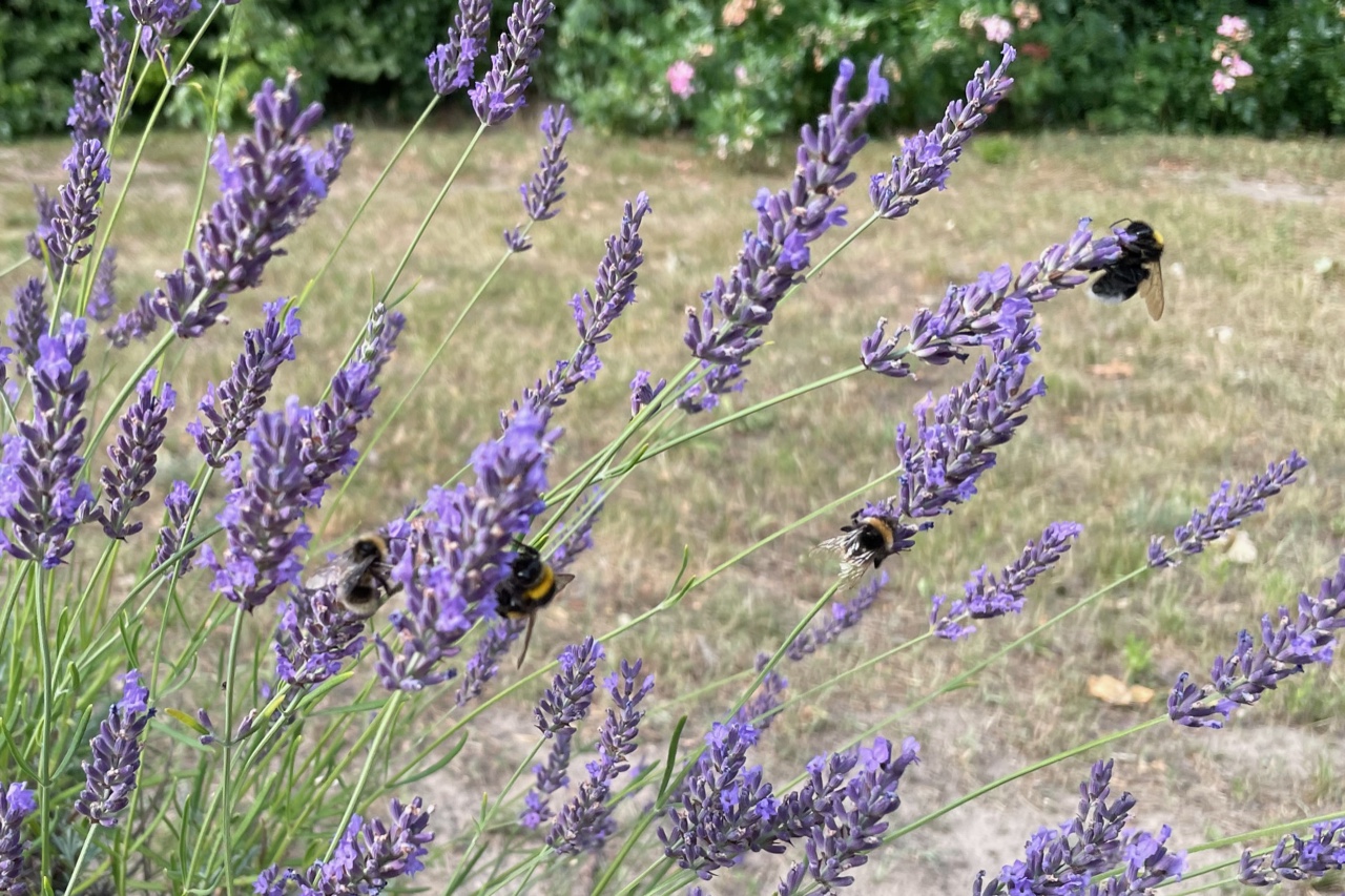 Viele Hummeln im Lavendel