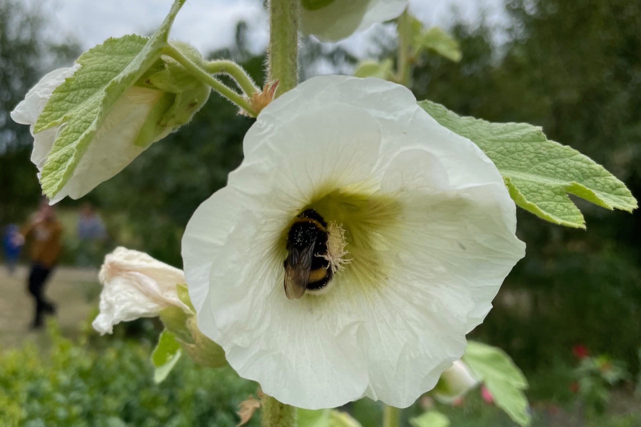 Hummel in einer Stockrosenblüte