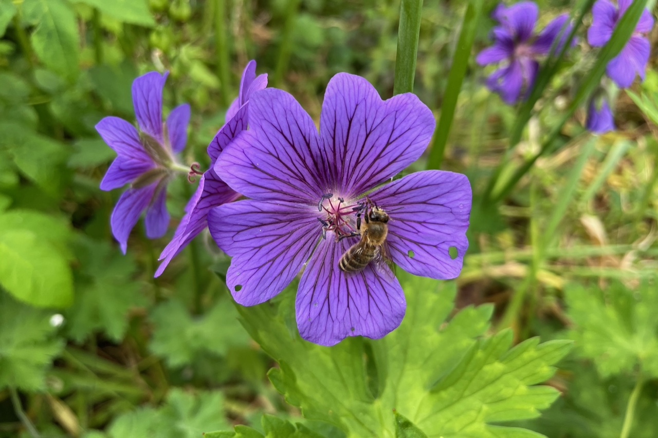 Bienen fliegt von Blüte zu Blüte