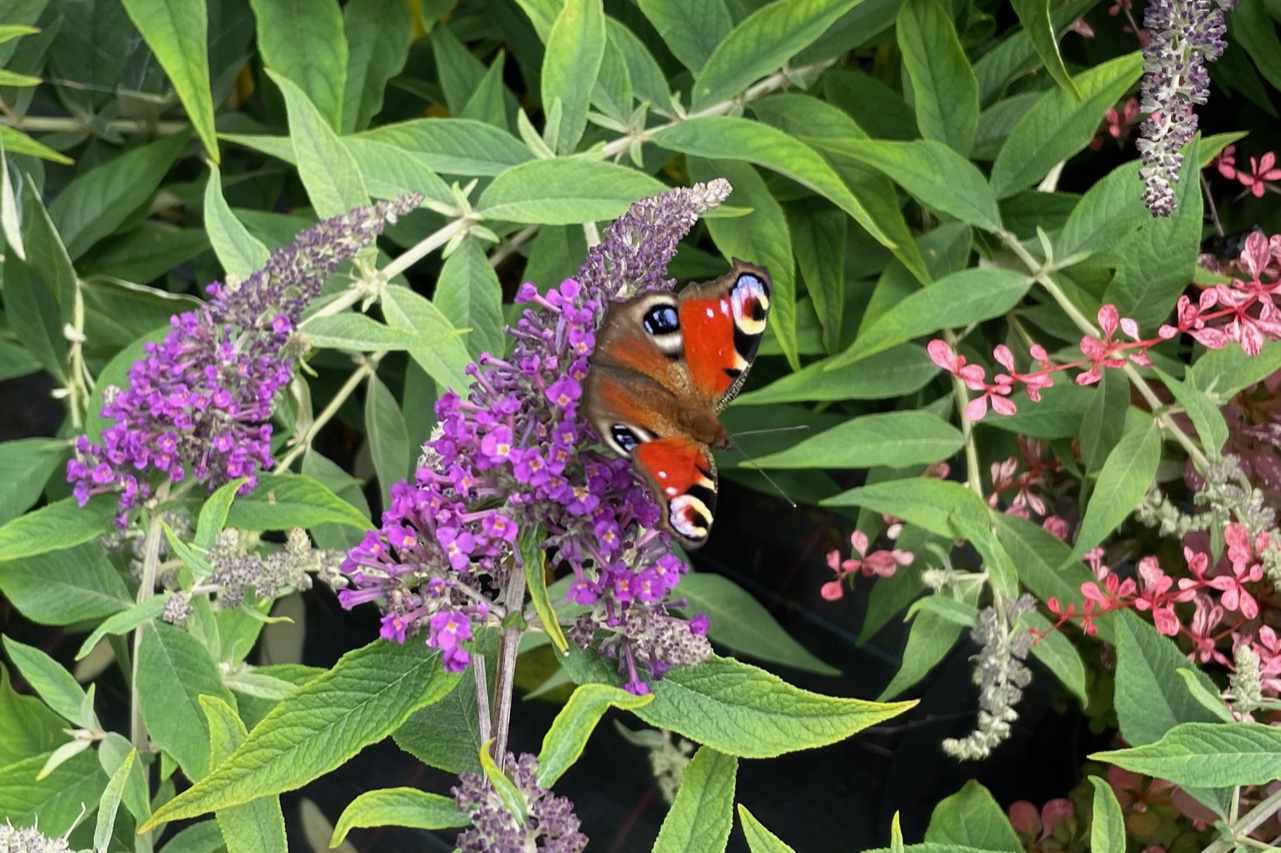 Schmetterlinge lieben den Sommerflieder