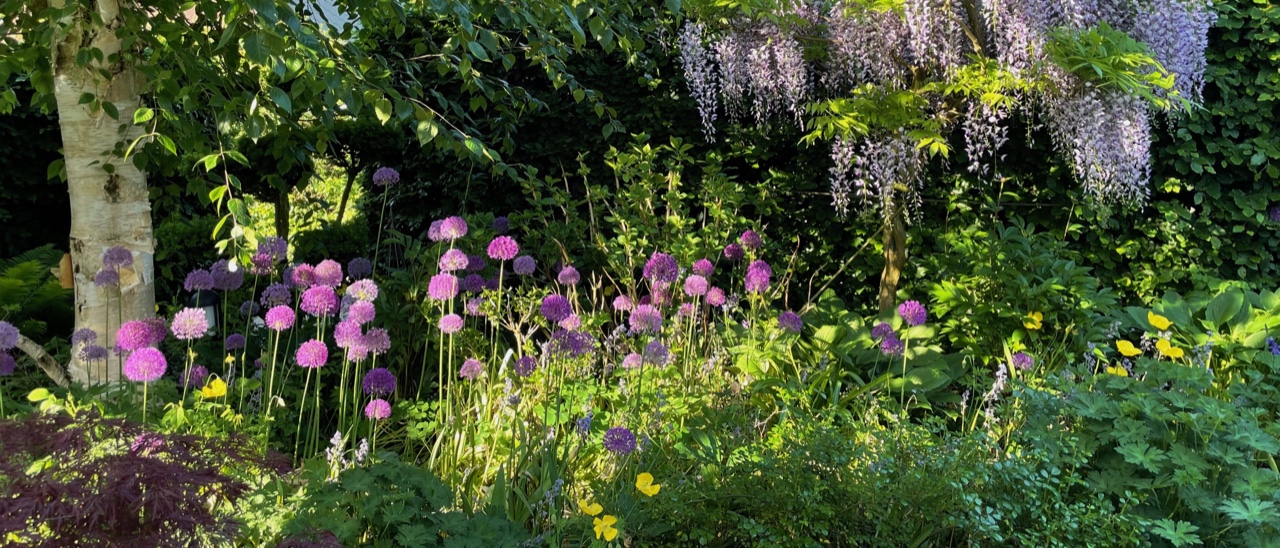 Gartenbeet im Frühjahr mit purpurfarbenen Allium Zierlauch und hellblauen Blauregen