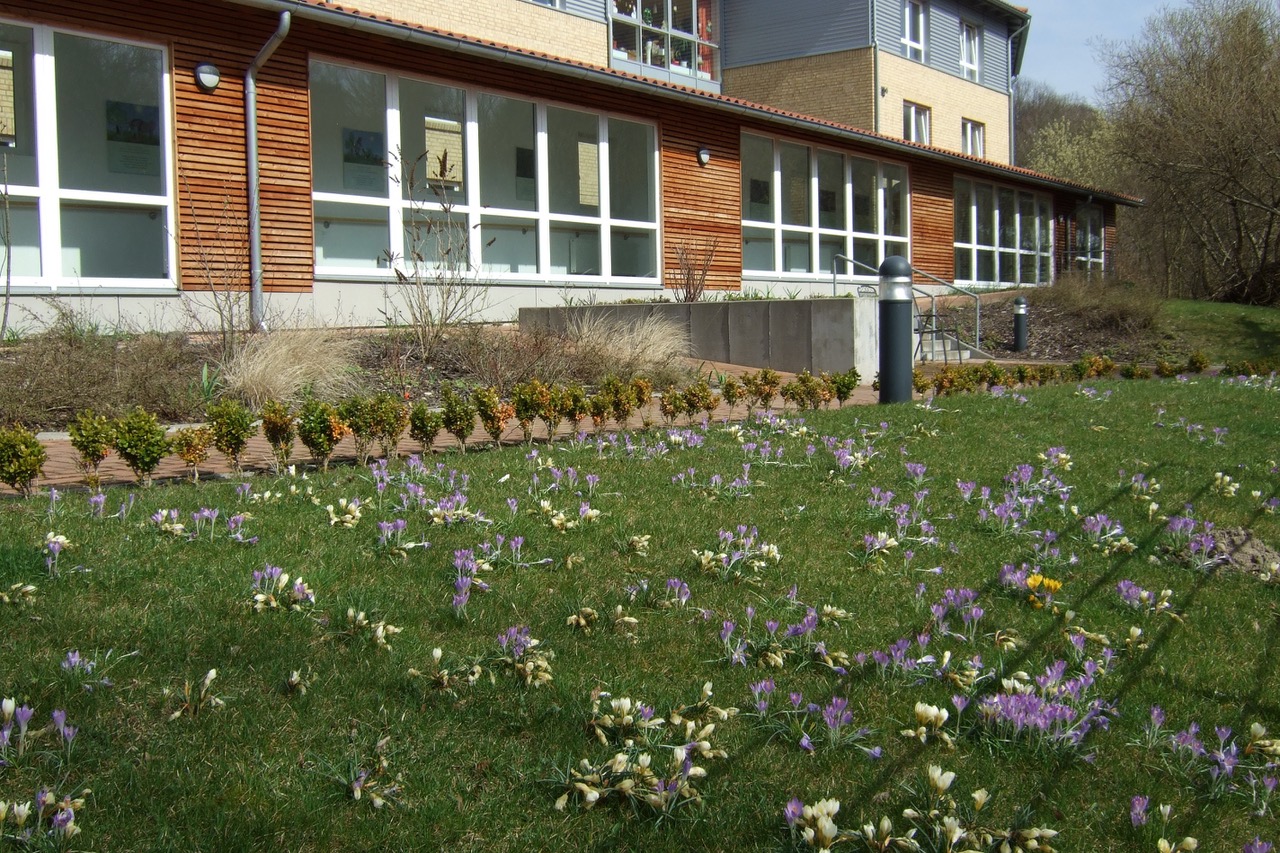 Zahlreiche lila und weiße Krokusse auf der Wiese an der Pflegeeinrichtung Am Lautrupsbach.