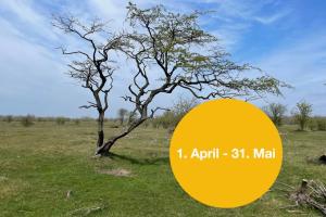 Gelb gefüllter Kreis mit dem Aktionshinweis 1. April bis 31. Mai, im Hintergrund ein einsamer Baum auf einer kargen Wiese.