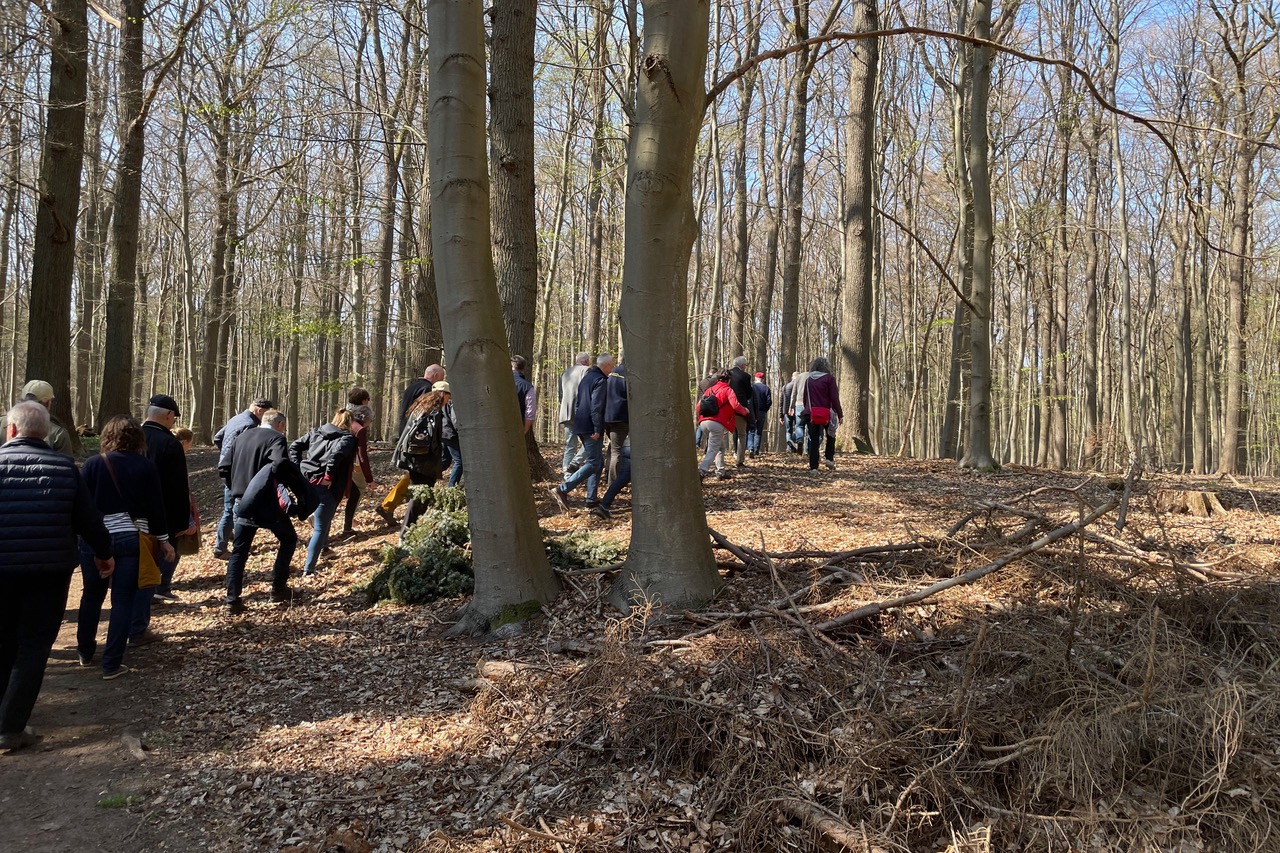 Eine Gruppe wandert durch den lichten Frühjahrswald.