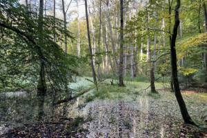 Mehrere Bäume und Gräser stehen im moorigen Wasser.