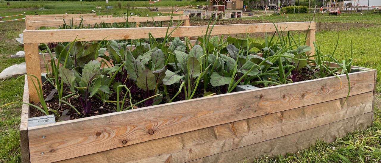 Hochbeet aus Holz mit Zwiebeln und Mangold